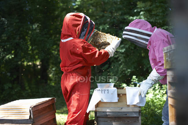 Two beekeepers lifting frames from hive — Stock Photo