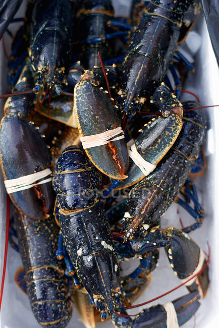 Over head view of lobsters, tied claws — Stock Photo