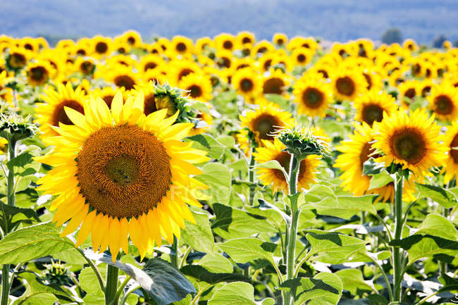 Sonnenblumenfeld aus nächster Nähe — Stockfoto