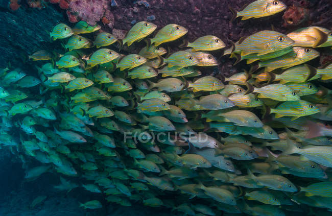 La escolarización de peces en el arrecife de coral - foto de stock