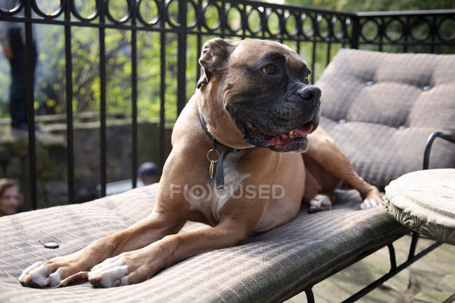 Dog relaxing on lawn chair — Stock Photo