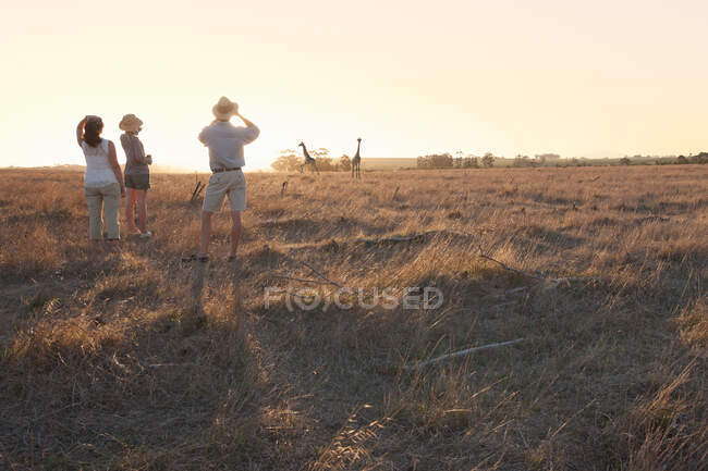 Gente viendo jirafas en safari, Stellenbosch, Sudáfrica - foto de stock