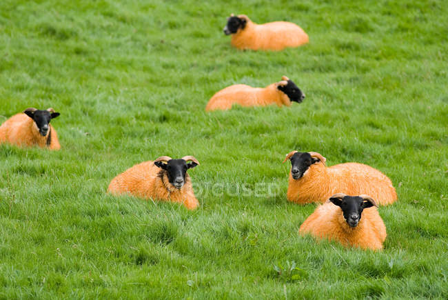Orangefarbene Schafe weiden auf Gras im Feld — Stockfoto