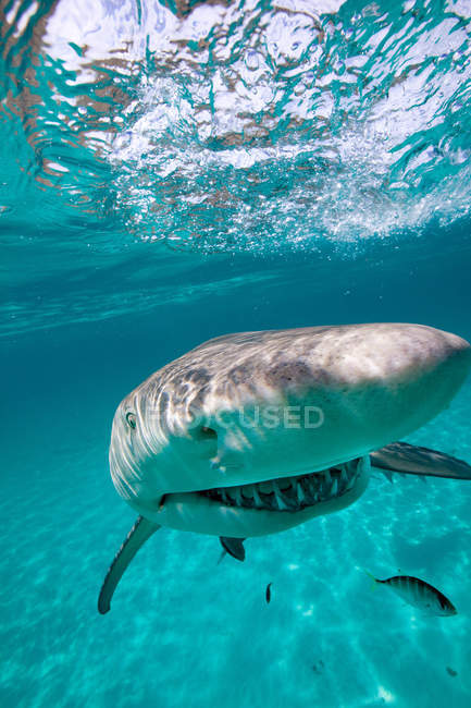 Tiburón limón sonriente - foto de stock