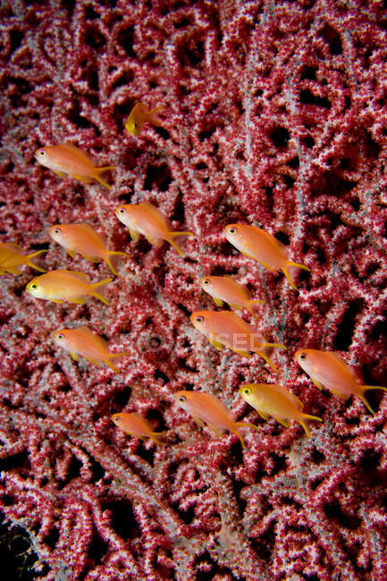 Close-up view of schooling anthias in soft coral — Stock Photo