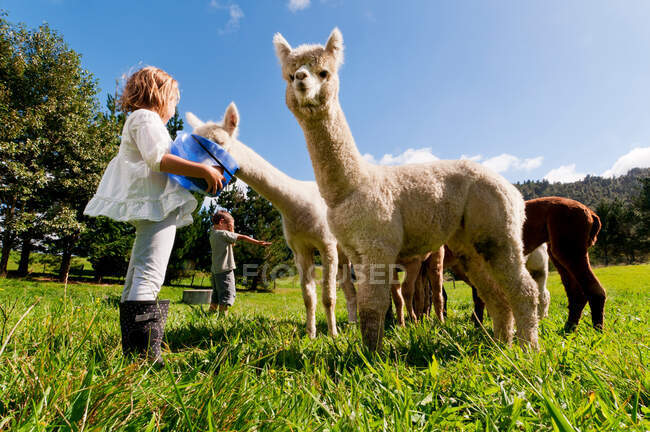 Niños alimentando alpacas en el campo - foto de stock