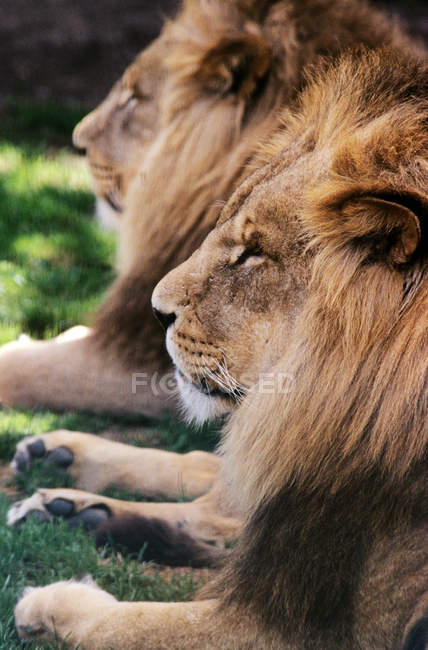 Dos leones tumbados sobre hierba - foto de stock