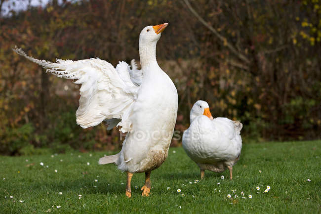 Two geese on green grass in sunlight — Stock Photo