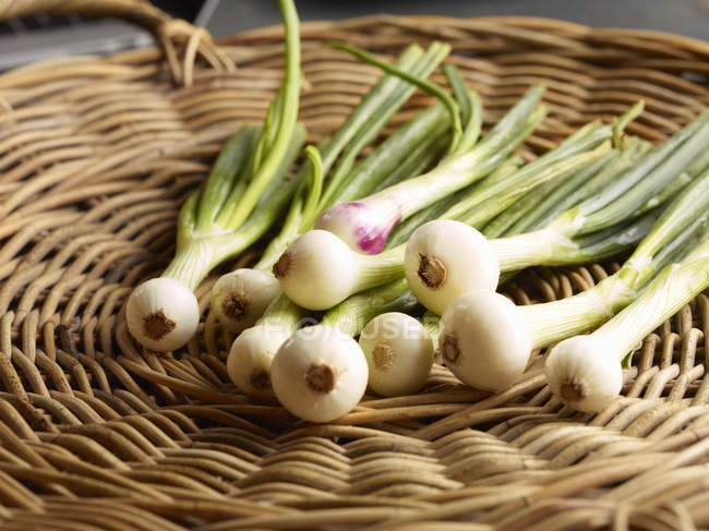 Cebollas frescas enteras de primavera en canasta de mimbre - foto de stock