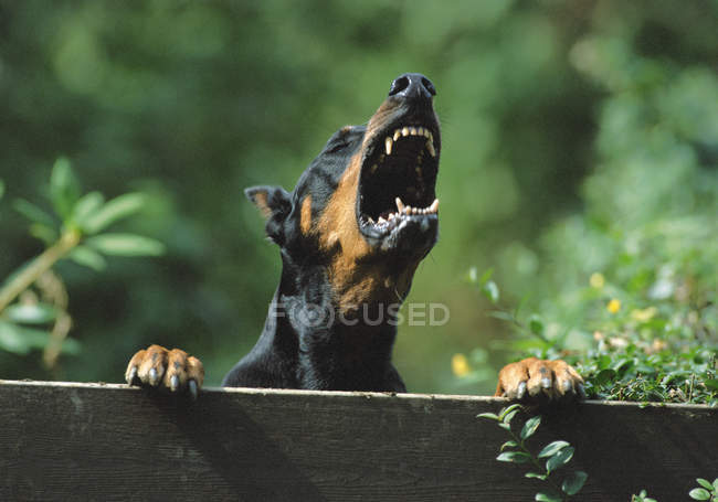Barking doberman inclinado em cerca no quintal — Fotografia de Stock