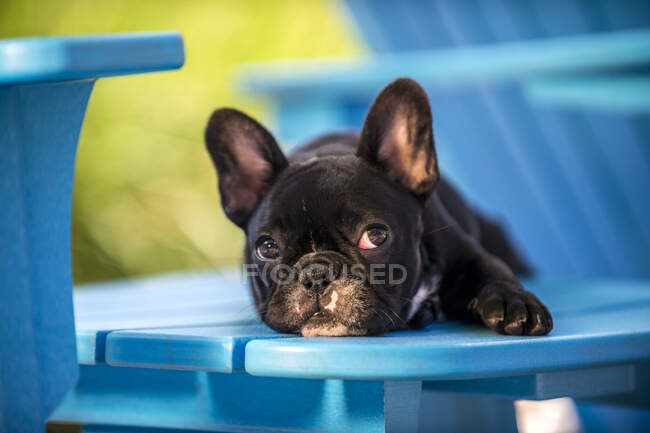 Retrato de cachorro Bulldog francês, deitado na cadeira — Fotografia de Stock
