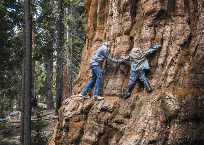 Двое детей залезают на дерево, Национальный парк Секвойя, Калифорния, США — стоковое фото