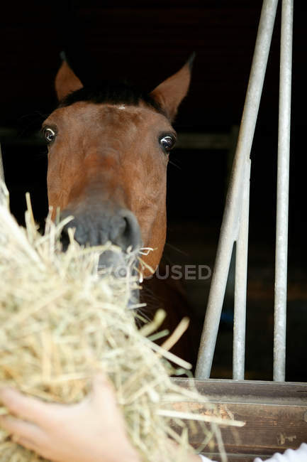 Female hand feeding hay horse — Stock Photo