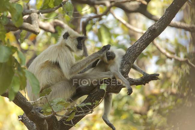 Лангур мавп на дереві в Satpura Національний парк, Мадх'я-Прадеш, Індія — стокове фото