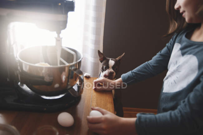 Собака дивиться, як молода дівчина використовує харчовий мікшер — стокове фото