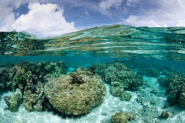 Vue d'ensemble et sous-vue des récifs coralliens dans l'océan près des îles sous le vent — Photo de stock