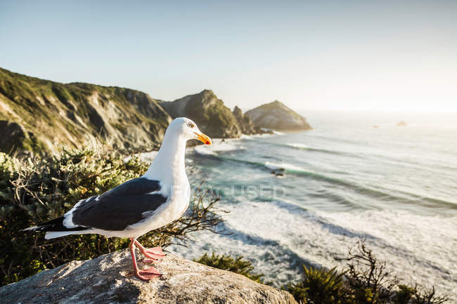 Gull standing on rocks — Stock Photo
