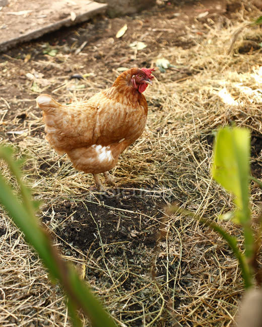 Poule debout sur l'herbe de paille — Photo de stock