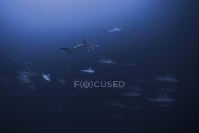 Подводная фотография морской жизни, близкий обзор — стоковое фото