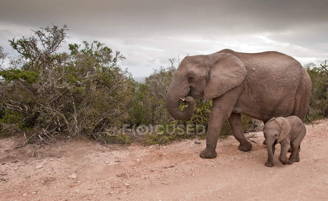 Dos elefantes caminando en el parque nacional de elefantes addo, Sudáfrica - foto de stock