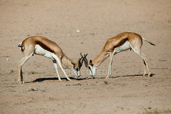 Dois springboks lutando — Fotografia de Stock