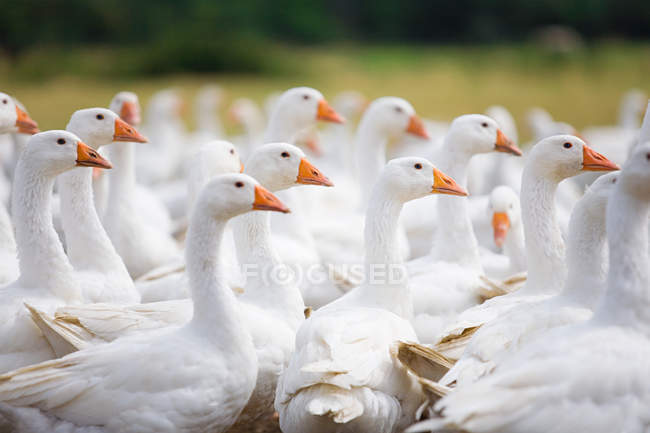 Geese flock walking together outdoors in daylight — Stock Photo