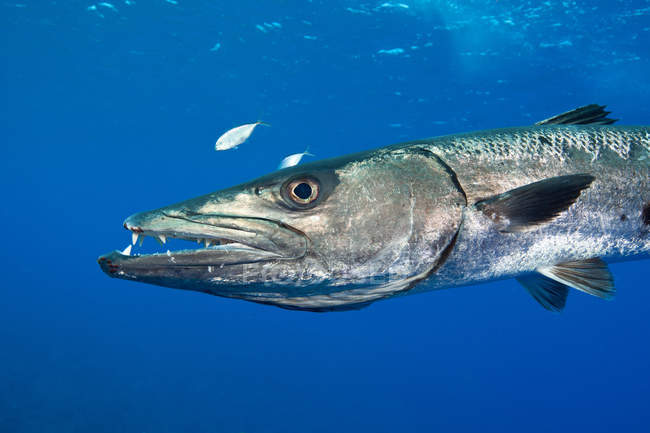 Vista lateral de los peces barracuda bajo el agua - foto de stock