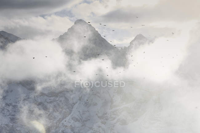 Aves voando através de nuvens sobre a cordilheira, Suíça — Fotografia de Stock