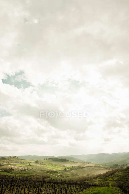 Empty vineyard under cloudy sky — Stock Photo