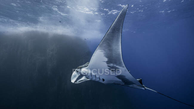 Photographie sous-marine de la vie marine, vue de près — Photo de stock