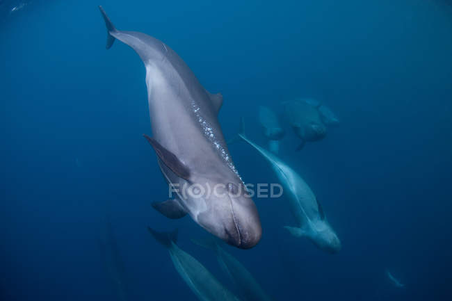 Baleias assassinas falsas nadando juntas, vista subaquática — Fotografia de Stock
