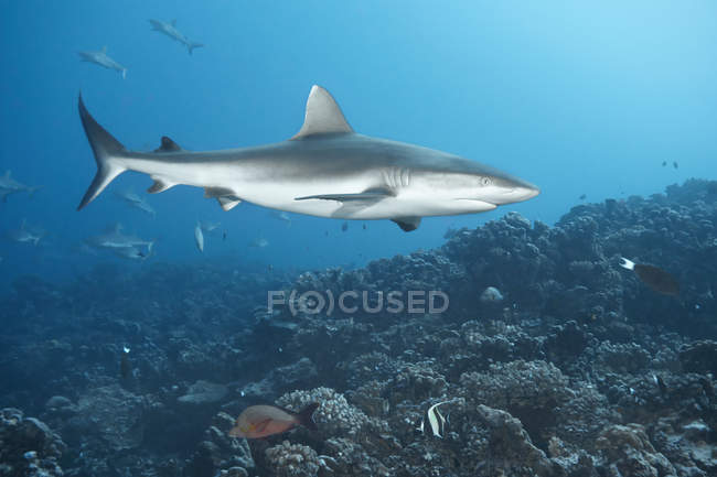 Tip Tip Tiburón de arrecife blanco - foto de stock