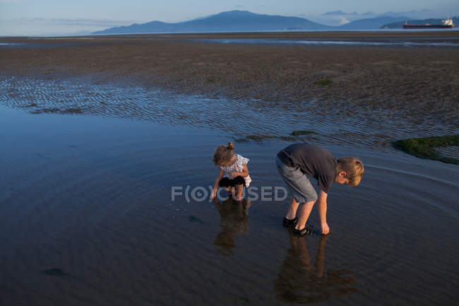 Niños recogiendo conchas marinas en la playa, Vancouver, Columbia Británica, Canadá - foto de stock