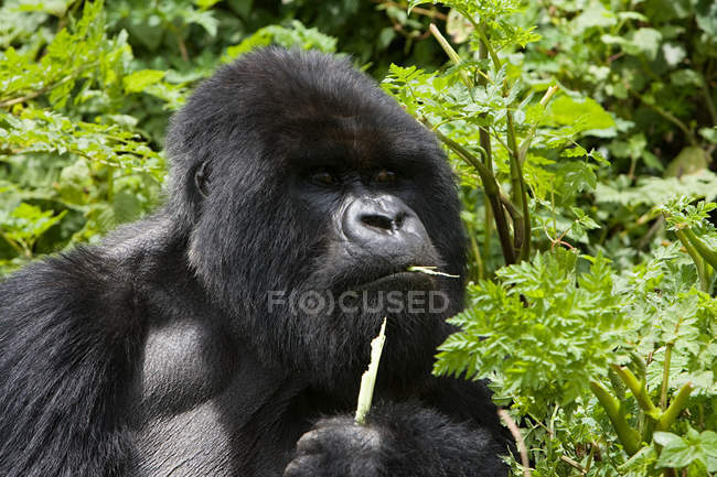 Gorilas de montaña comiendo hierbas - foto de stock