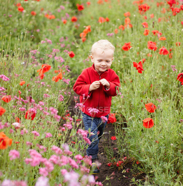 Menino de criança andando no campo de flores — Fotografia de Stock