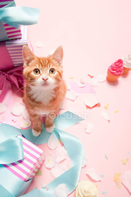 Closeup shot of little cute kitten and gifts on pink background — Stock Photo