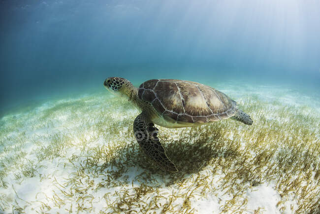 Черепаха в море — стоковое фото