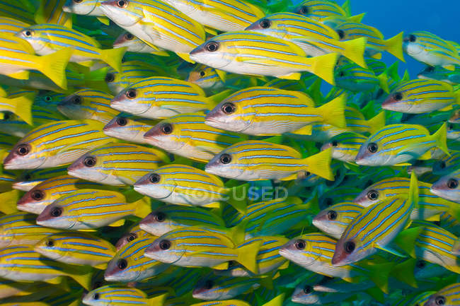 Большая группа рыб под водой — стоковое фото