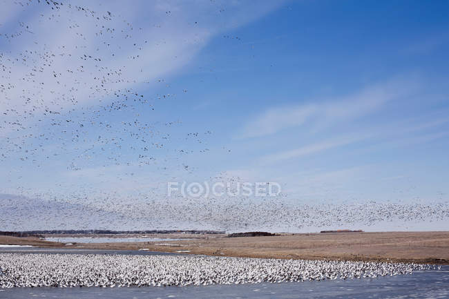 Gregge di uccelli nel Dakota del Sud — Foto stock
