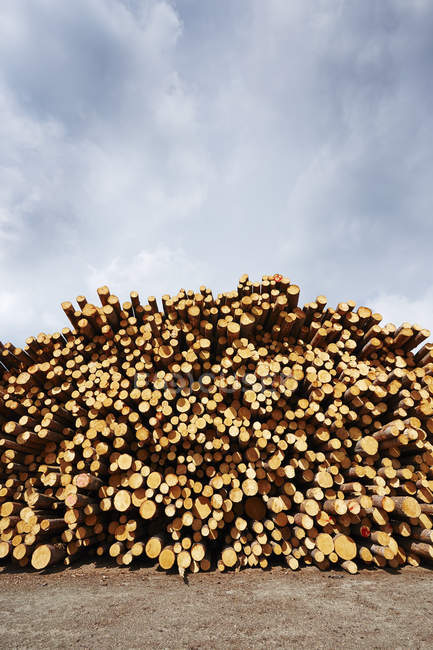 Empilhados de madeira recém-registrada em quintal de madeira — Fotografia de Stock