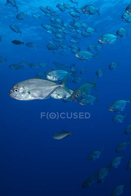 Vista submarina de un pez en el mar azul - foto de stock