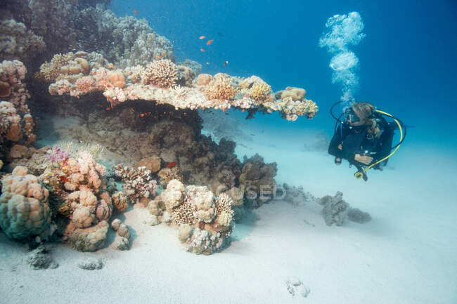 Buceador nadando junto al arrecife bajo el agua - foto de stock