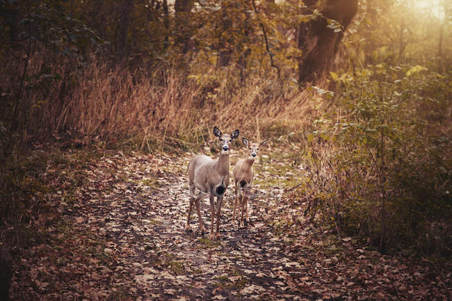 Portrait of mother deer and fawn in autumn forest, Cherry Valley, Illinois, USA — Stock Photo