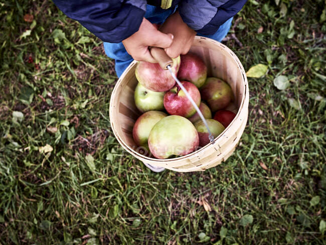 Vista de la cintura hacia abajo del niño llevando un cubo de manzanas recién recogidas - foto de stock