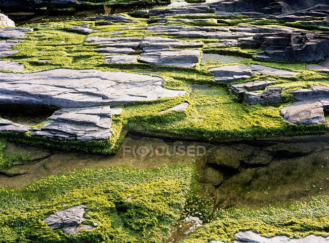 Slate and green lichens or moss in nature, close up — Stock Photo