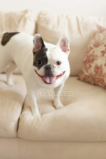 Francês bulldog sticking fora língua no sofá — Fotografia de Stock