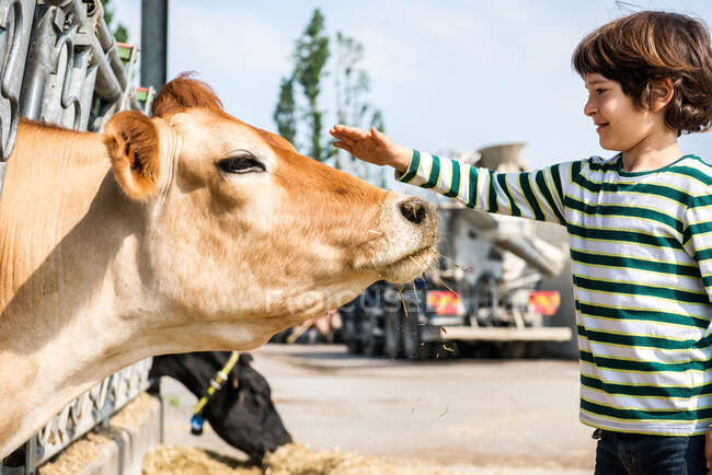 Boy petting cow en la granja láctea orgánica - foto de stock