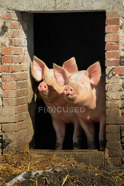 Два брудні свині — стокове фото