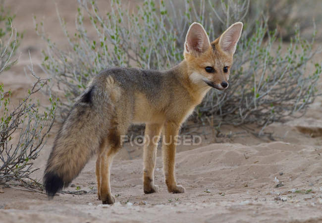 Cape Fox en el Parque Transfronterizo de Kgalagadi - foto de stock