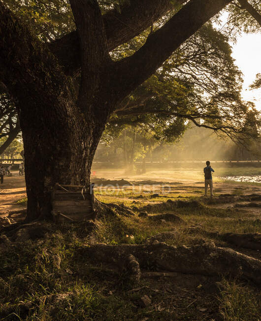 Tourist photographing by tree in Angkor Wat, Siem Reap, Cambodia — Stock Photo